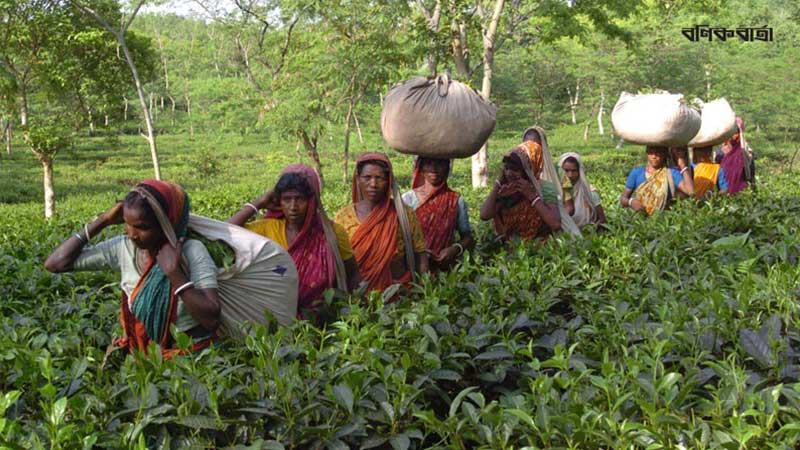 অনুকূল আবহাওয়ায়ও চা উৎপাদন কমার শঙ্কা