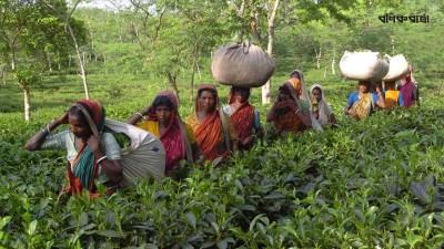 অনুকূল আবহাওয়ায়ও চা উৎপাদন কমার শঙ্কা