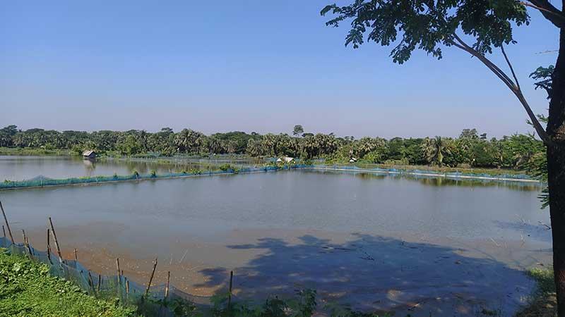 ভরা মৌসুমেও দাম কম গলদা চিংড়ির