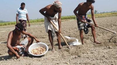 জয়পুরহাটে বীজ ও সার সংকটে ব্যাহত আলু আবাদ