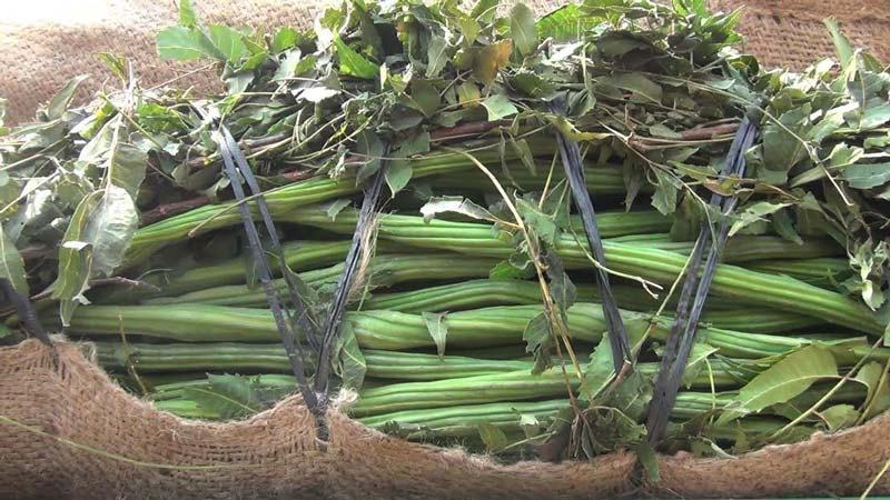 ভারত থেকে আসছে সজনে ডাঁটা, কেজি দেড়শ টাকা
