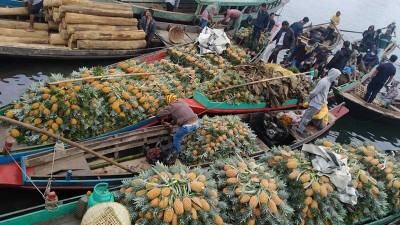 আগাম আনারসে মিলছে না বাড়তি দাম