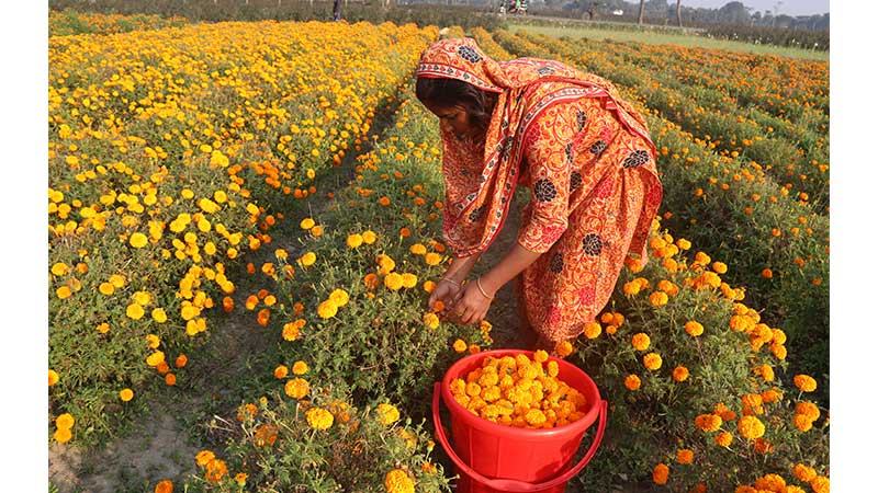 করোনার ক্ষতি পুষিয়ে নেয়ার আশা গদখালীর ফুলচাষীদের