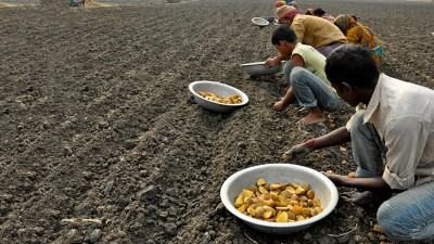 আলুবীজের প্রাতিষ্ঠানিক সরবরাহ মাত্র ১২%