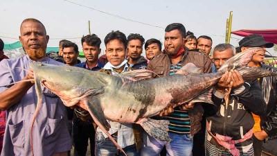 পোড়াদহ মেলায় লাখ টাকার মাছ