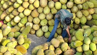 একশ কাঁঠালে কৃষকের ক্ষতি ২২৭৩ টাকা