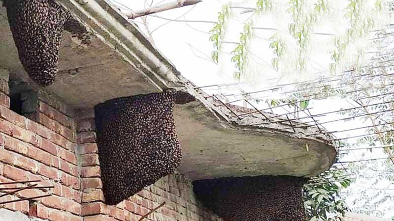 চাটমোহরে তিন বাড়িতে ত্রিশেরও বেশি মৌচাক!