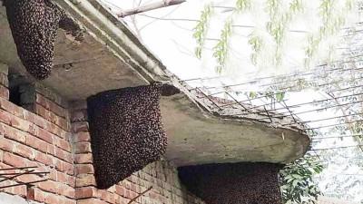 চাটমোহরে তিন বাড়িতে ত্রিশেরও বেশি মৌচাক!