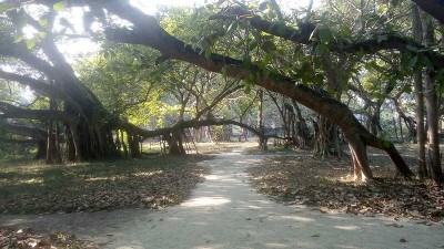 অরক্ষিত এশিয়া মহাদেশের বৃহত্তম বটবৃক্ষটি