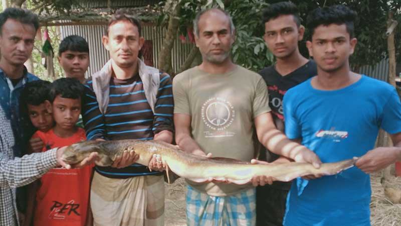বাঙালী নদীতে ১৭ কেজি ওজনের বিরল প্রজাতির মাছ