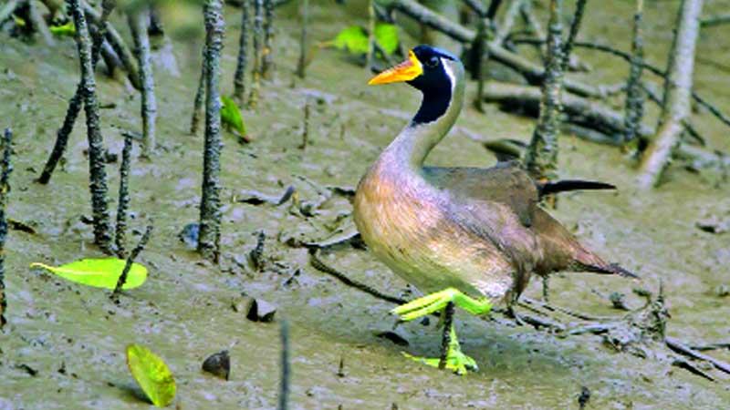 মহাবিপন্ন প্রজাতির তালিকায় সুন্দরবনের ‘সুন্দরী হাঁস’