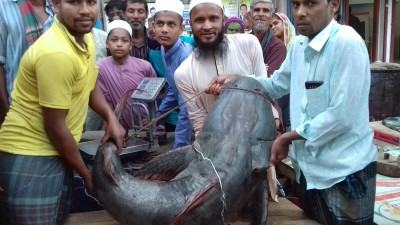 যমুনায় জেলের জালে ৪৪ কেজি ওজনের বাঘাইর!