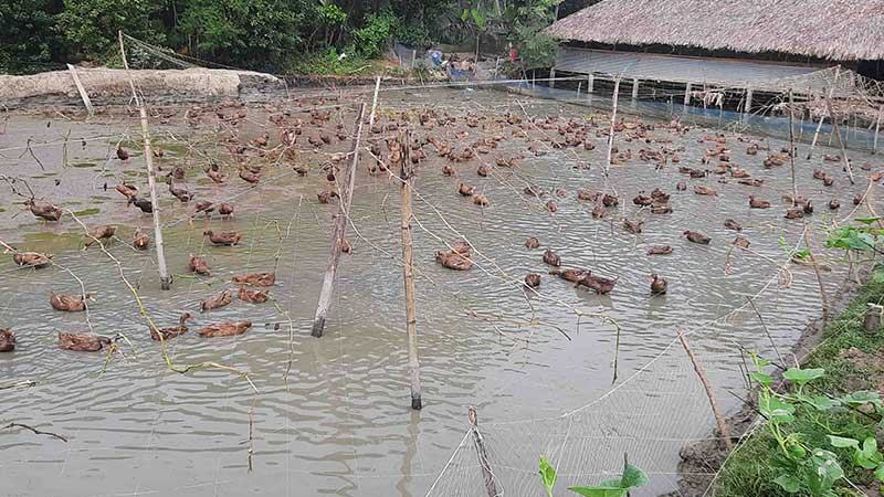 ব্যবসায়ী থেকে সফল হাঁস খামারি অনোক কুমার