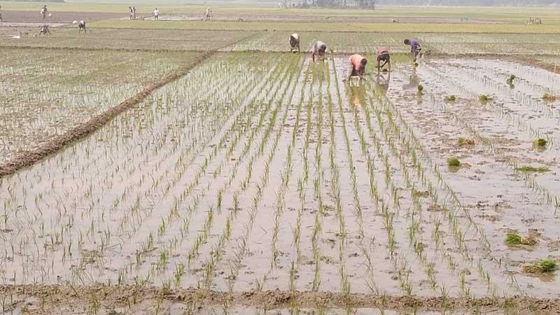 সাড়ে ৬ হাজার হেক্টর বেশি জমিতে বোরো আবাদ