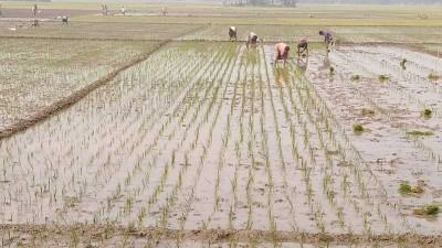 সাড়ে ৬ হাজার হেক্টর বেশি জমিতে বোরো আবাদ