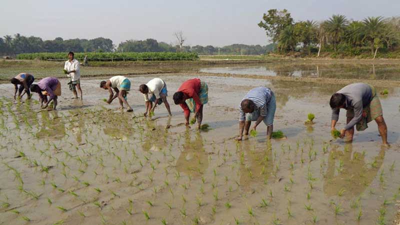 যশোরে এক বছরে বোরো আবাদ বেড়েছে