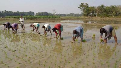 যশোরে এক বছরে বোরো আবাদ বেড়েছে