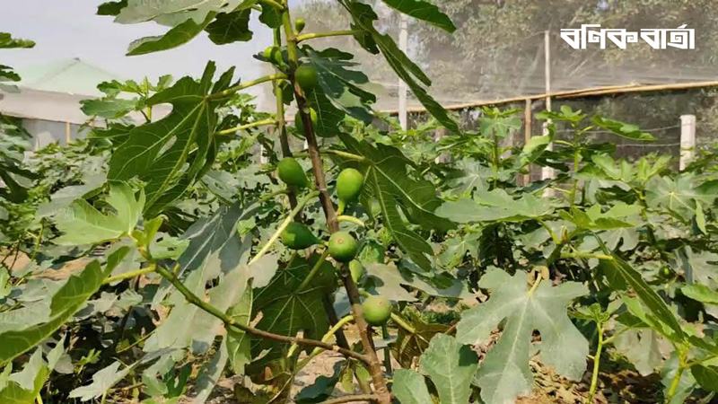 ত্বিন ফলে স্বপ্ন দেখছেন কৃষক মতিউর