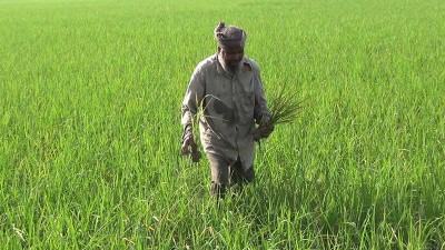 হিলিতে সাড়ে ১২শ হেক্টর জমির ধানে পচন রোগ