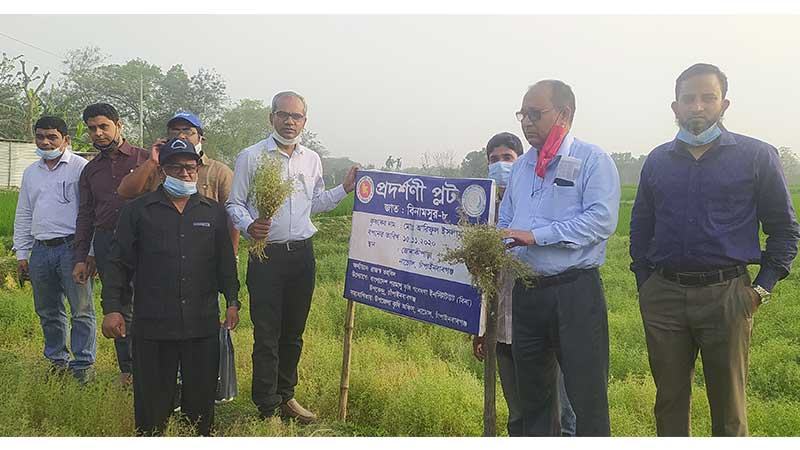 চাঁপাইনবাবগঞ্জে বিনা মসুর-৮ সম্প্রসারণে মাঠ দিবস