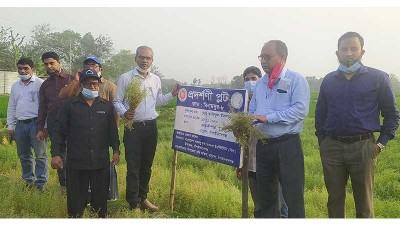 চাঁপাইনবাবগঞ্জে বিনা মসুর-৮ সম্প্রসারণে মাঠ দিবস