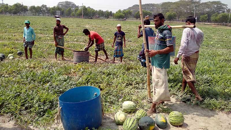 কলাপাড়ায় এবার তরমুজের ভালো ফলন হয়েছে