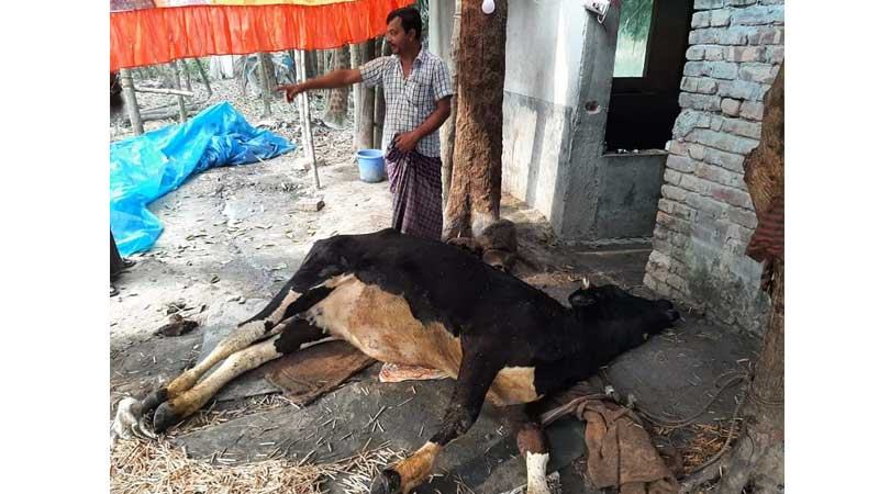 গরুর খুরা রোগের প্রাদুর্ভাব সাতক্ষীরায়