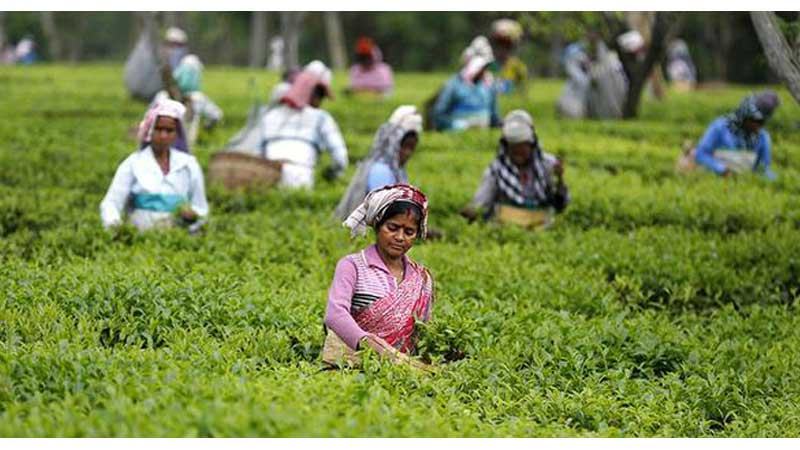শ্রীমঙ্গলে শেষ নিলামে ১০ হাজার কেজি চা বিক্রি