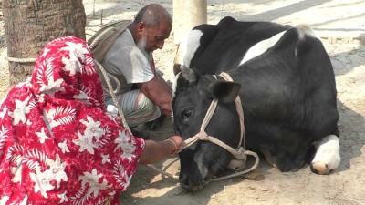 দুই মাসে আক্রান্ত ৩০ হাজার গরু-বাছুর