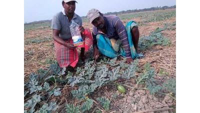 খুলনায় ব্যাহত হচ্ছে তরমুজের ফলন