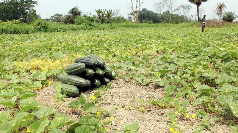 অনাবৃষ্টিতে রবিশস্যের ফলন কমার আশঙ্কা রাজাপুরে
