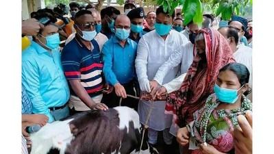 ঘোড়াঘাটে ক্ষুদ্র নৃগোষ্ঠী পরিবারের মাঝে গরু বিতরণ