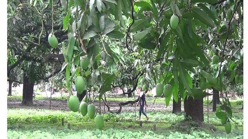 চাঁপাইনবাবগঞ্জে অনাবৃষ্টিতে আমের আবাদ ব্যাহত হওয়ার আশঙ্কা
