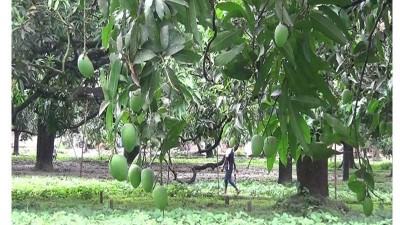 চাঁপাইনবাবগঞ্জে অনাবৃষ্টিতে আমের আবাদ ব্যাহত হওয়ার আশঙ্কা