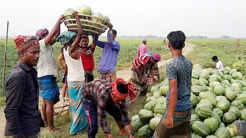 রায়পুরার চরে বাঙ্গির আশানুরূপ ফলন