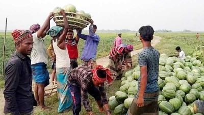 রায়পুরার চরে বাঙ্গির আশানুরূপ ফলন