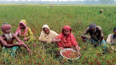 বগুড়ায় লাল মরিচে সম্ভাবনা দেখছেন চরের চাষীরা