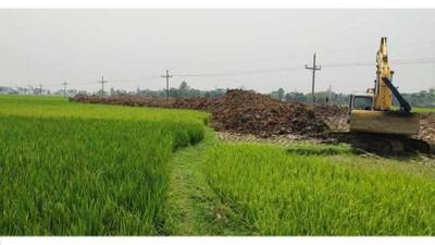 জয়পুরহাটে ৩০০ বিঘার বোরো ধান ক্ষতিগ্রস্ত