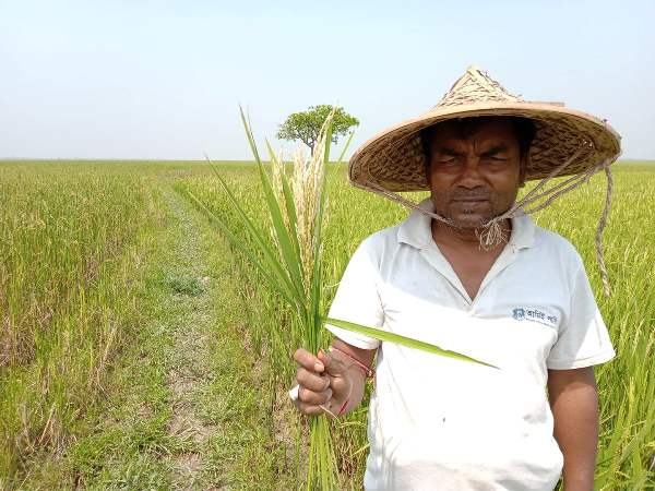 হাইব্রিড ধানবীজ সংকটের শঙ্কা