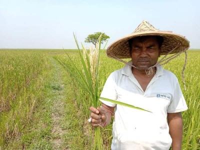 হাইব্রিড ধানবীজ সংকটের শঙ্কা