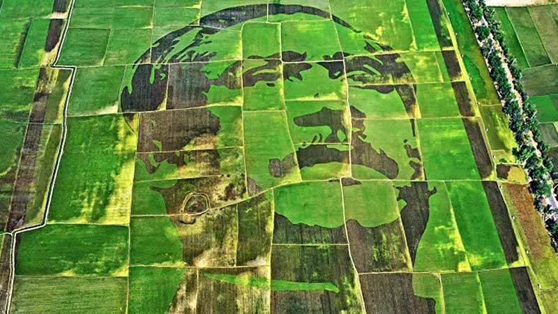 বগুড়ায় ‘শস্যচিত্রে বঙ্গবন্ধু’র মাঠের ধান কাটা হবে কাল