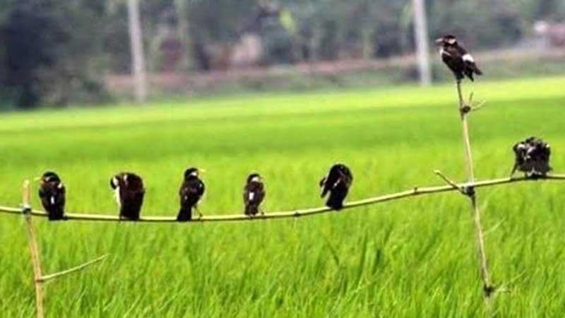 জয়পুরহাটে পার্চিং পদ্ধতিতে ধানক্ষেতের পোকা দমন