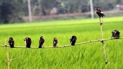 জয়পুরহাটে পার্চিং পদ্ধতিতে ধানক্ষেতের পোকা দমন