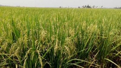 মিরসরাইয়ে শ্রমিক সংকটে ৫ হাজার বোরো চাষী