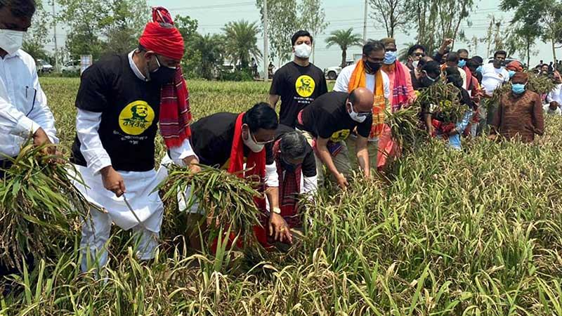 ‘শস্যচিত্রে বঙ্গবন্ধু’ প্রকল্পে ধান কাটা শুরু