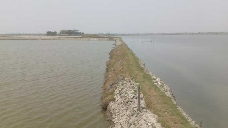 তাপদাহে সাতক্ষীরায় চিংড়ি ঘেরে মড়ক