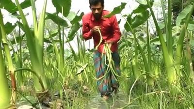 পাঁচবিবির লতিরাজ কচুতে কৃষকের দিনবদল