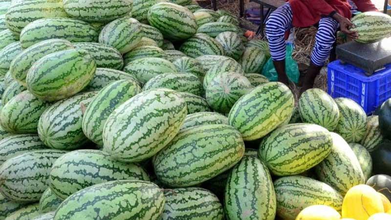বগুড়ায় চড়া দামে বিক্রি হচ্ছে তরমুজ