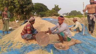 নবাবগঞ্জে নতুন ধান তোলার উৎসব