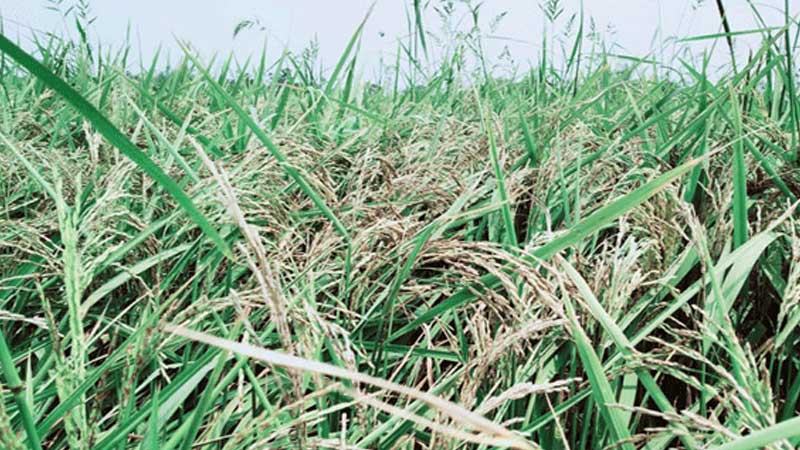 হিট শকে গোপালগঞ্জে ৯০ কোটি টাকার ধানের ক্ষতি